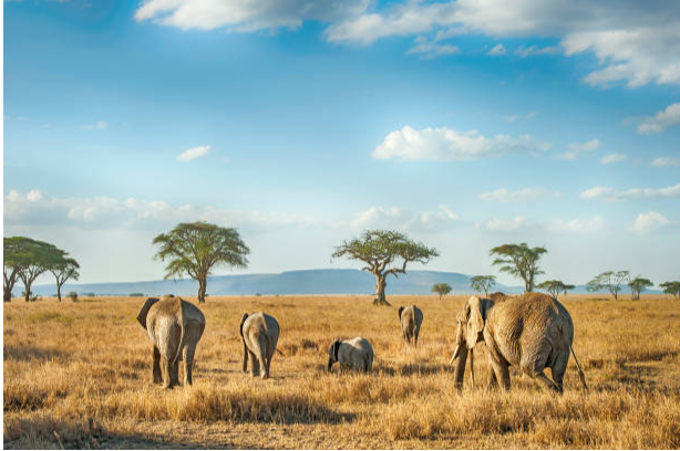 Serengeti and Zanzibar: How to Combine Tanzania’s Greatest Safari with Its Finest Beaches